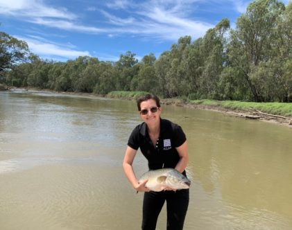 The remaking of Australia’s most iconic freshwater fish