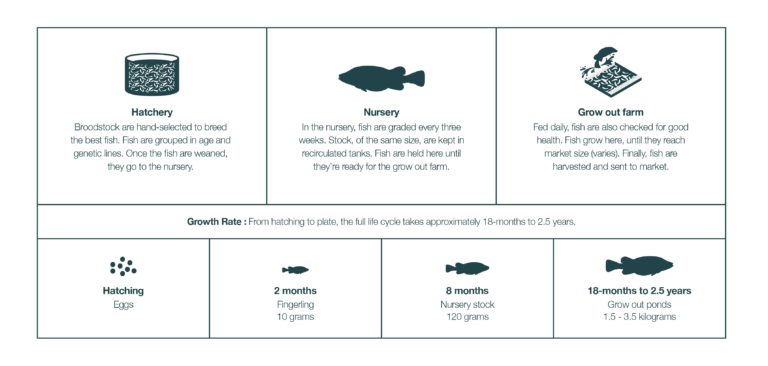 Murray cod farming | Aquna Sustainable Murray Cod