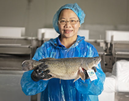 Aquna Murray Cod reels in first prize at state produce awards